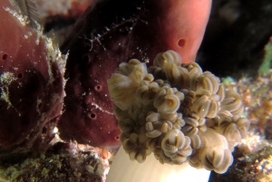 Caphyra sp, Xenia ou Heteroxenia