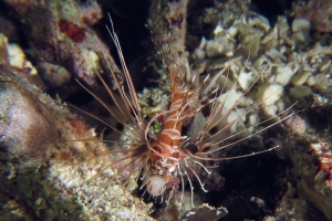 Pterois antennata