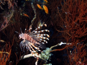 Pterois miles