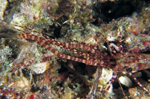 Saron marmoratus