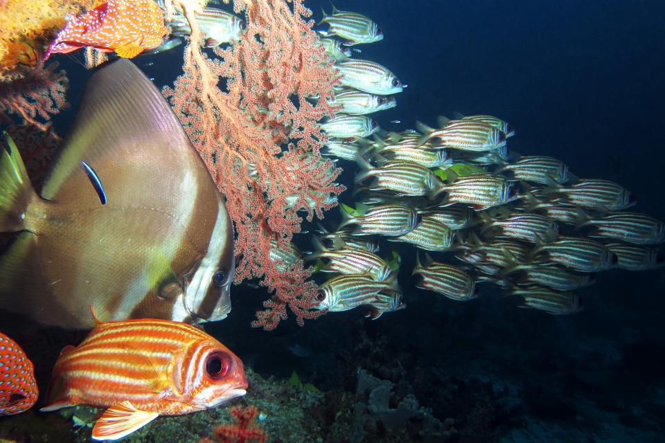 Platax pinnatus, Sargocentron rubrum