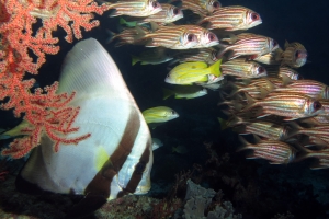 Platax pinnatus, Sargocentron rubrum, Lutjanus quinquelineatus