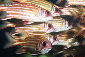 Sargocentron rubrum, Lutjanus quinquelineatus