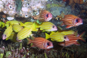 Lutjanus quinquelineatus, Sargocentron rubrum, Ctenochaetus striatus