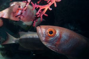 Priacanthus hamrur, Chironephthya sp.