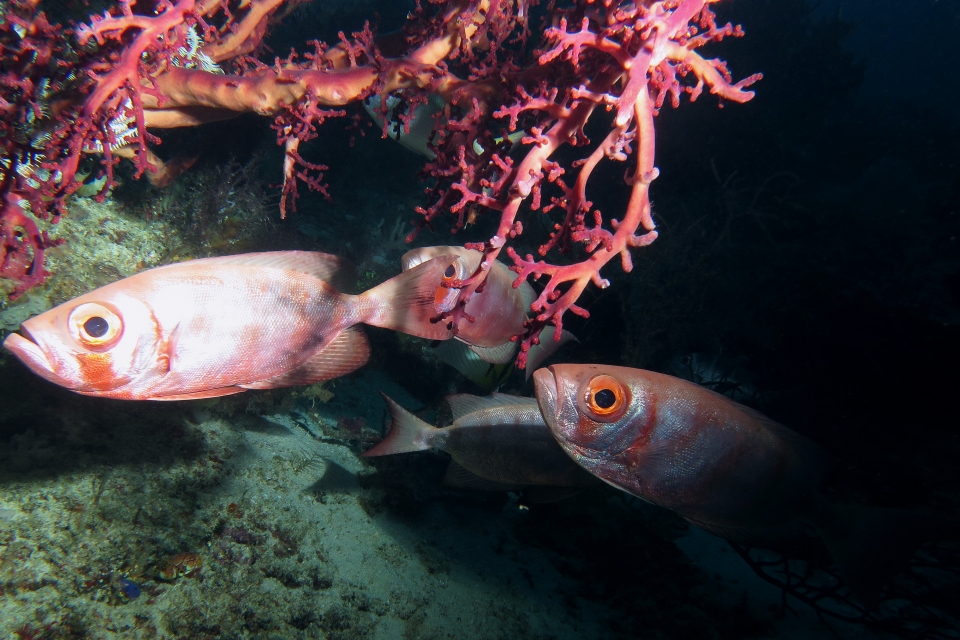 Priacanthus hamrur, Chironephthya sp.