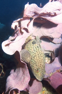 Epinephelus corallicola, Lanthella basta