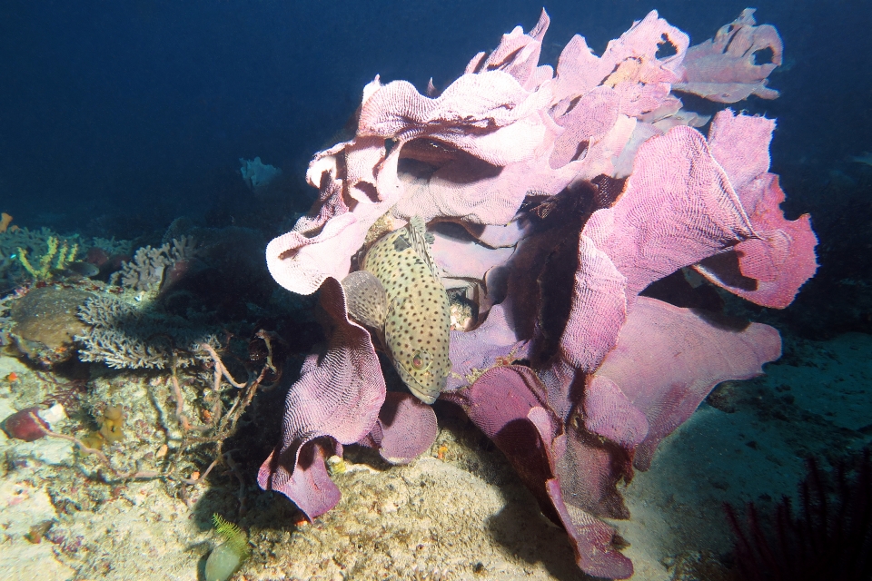 Epinephelus corallicola, Lanthella basta