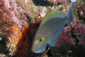 Acanthurus mata