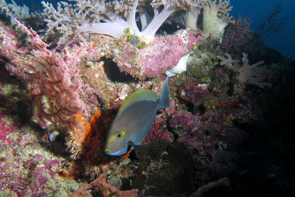 Acanthurus mata