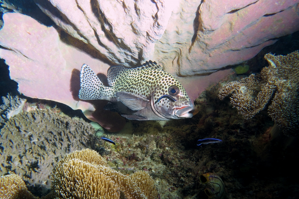 Plectorhinchus chaetodonoides, Labroides dimidiatus, Lanthella basta