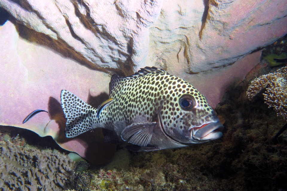 Plectorhinchus chaetodonoides, Labroides dimidiatus, Lanthella basta