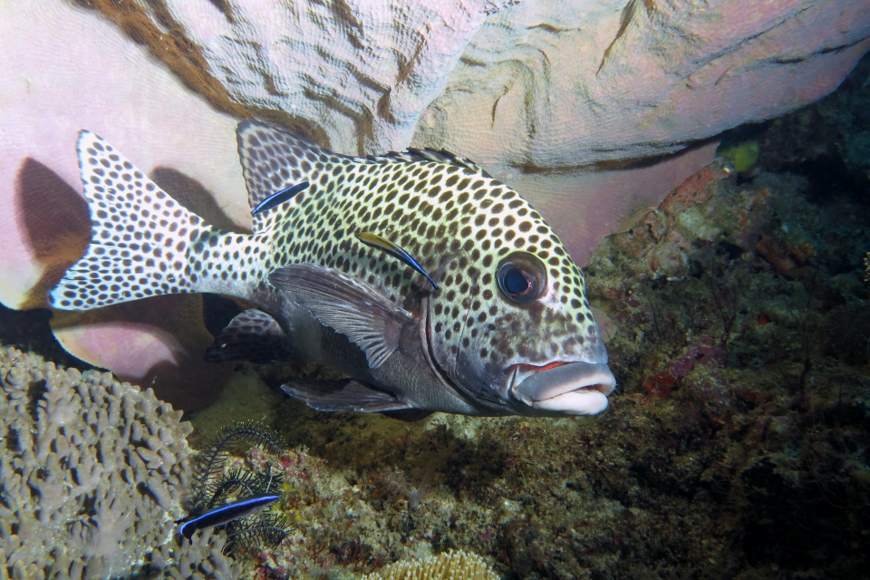 Plectorhinchus chaetodonoides, Labroides dimidiatus, Lanthella basta