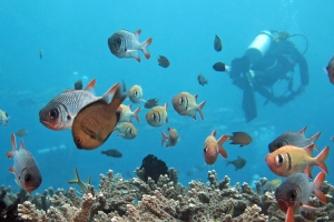 Myripristis violacea, Myripristis murdjan, Dascyllus reticulatus