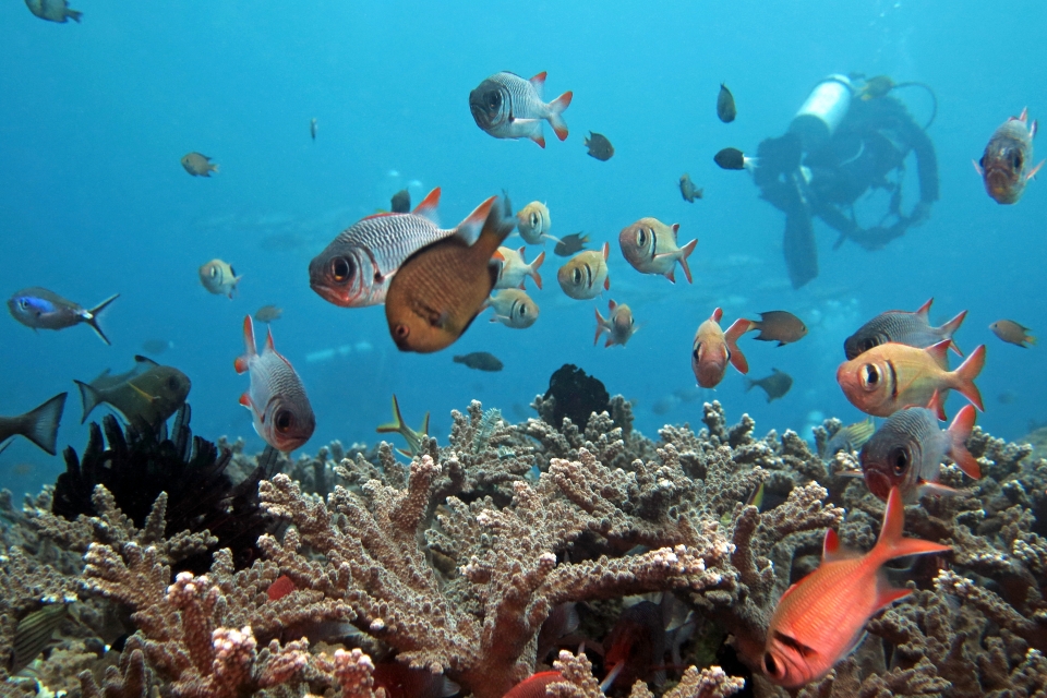 Myripristis violacea, Myripristis murdjan, Dascyllus reticulatus