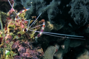 Stenopus hispidus (4-9cm, Grande crevette nettoyeuse)