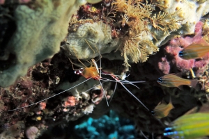 Lysmata amboinensis, Ostorhinchus cyanosoma