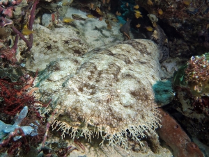 Eucrossorhinus dasypogon