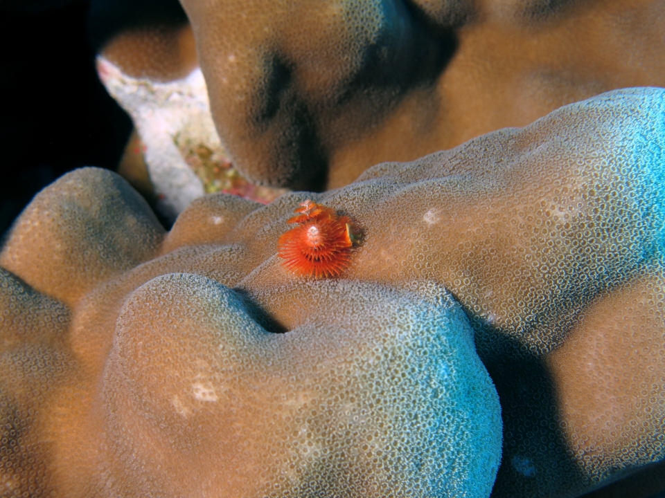 Spirobranchus giganteus