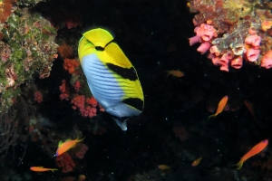 Chaetodon falcula