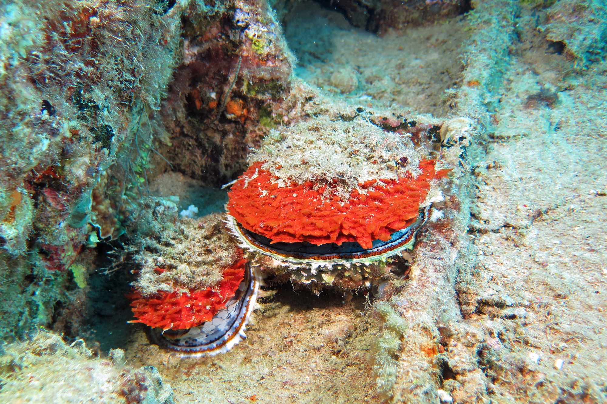 Spondylus varius