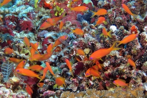 Pseudanthias squamipinnis