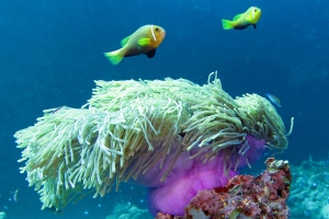 Heteractis magnifica, Amphiprion nigripes