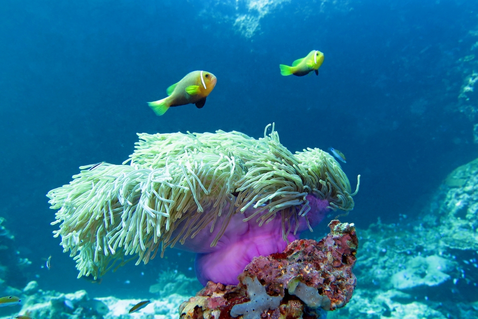 Heteractis magnifica, Amphiprion nigripes