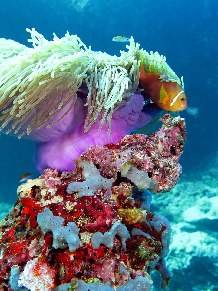 Heteractis magnifica, Amphiprion nigripes