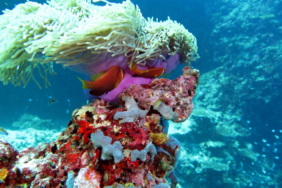 Heteractis magnifica, Amphiprion nigripes