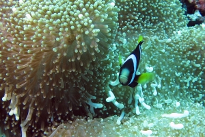 Stichodactyla mertensii, Amphiprion clarkii