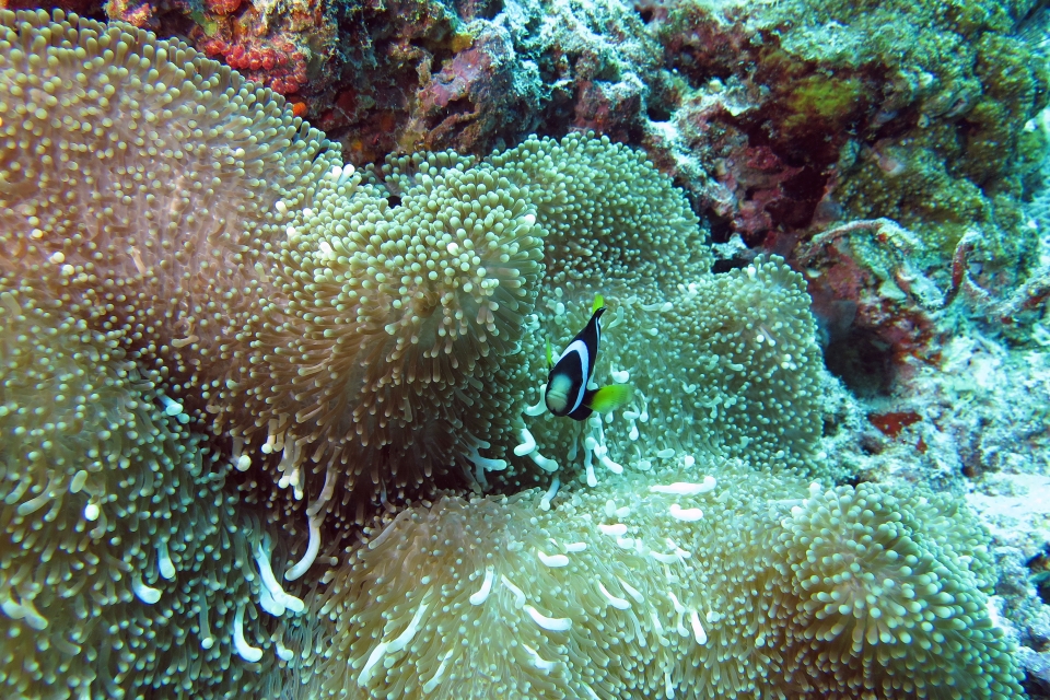 Stichodactyla mertensii, Amphiprion clarkii