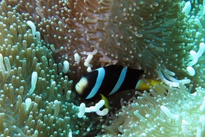 Stichodactyla mertensii, Amphiprion clarkii