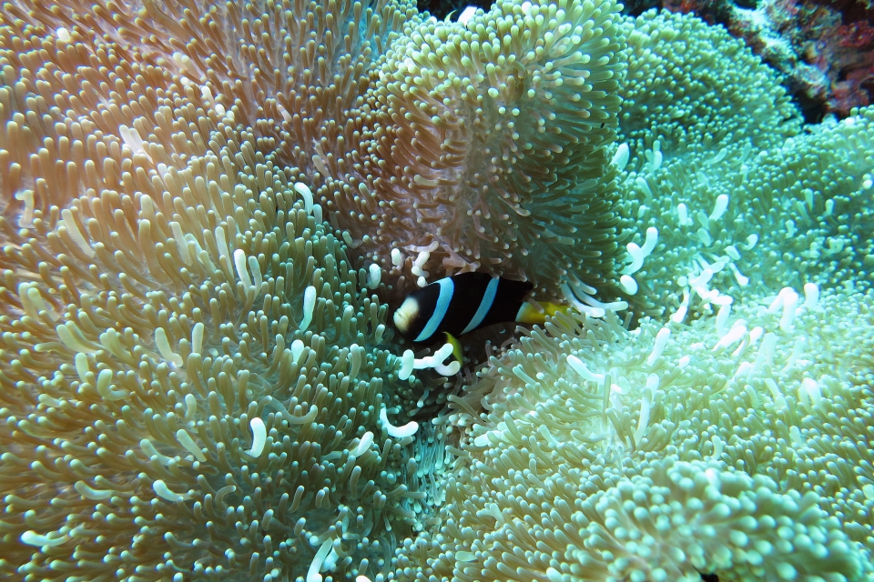 Stichodactyla mertensii, Amphiprion clarkii