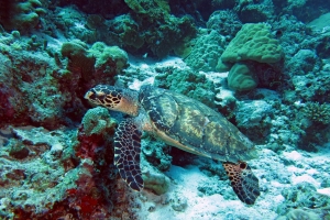 Eretmochelys imbricata