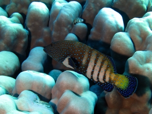 Cephalopholis argus