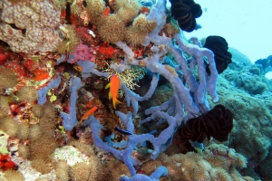 Callyspongia (Euplacella) aff biru, Pseudanthi squamipinnis