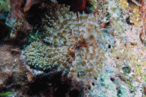 Sabellastarte spectabilis