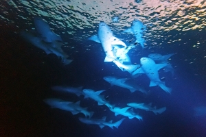 Nebrius ferrugineus (Photo d'un participant de la croisière, Merci)