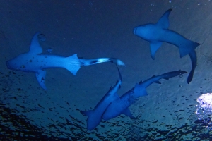 Nebrius ferrugineus (Photo d'un participant de la croisière, Merci)