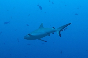 Carcharhinus amblyrhynchos