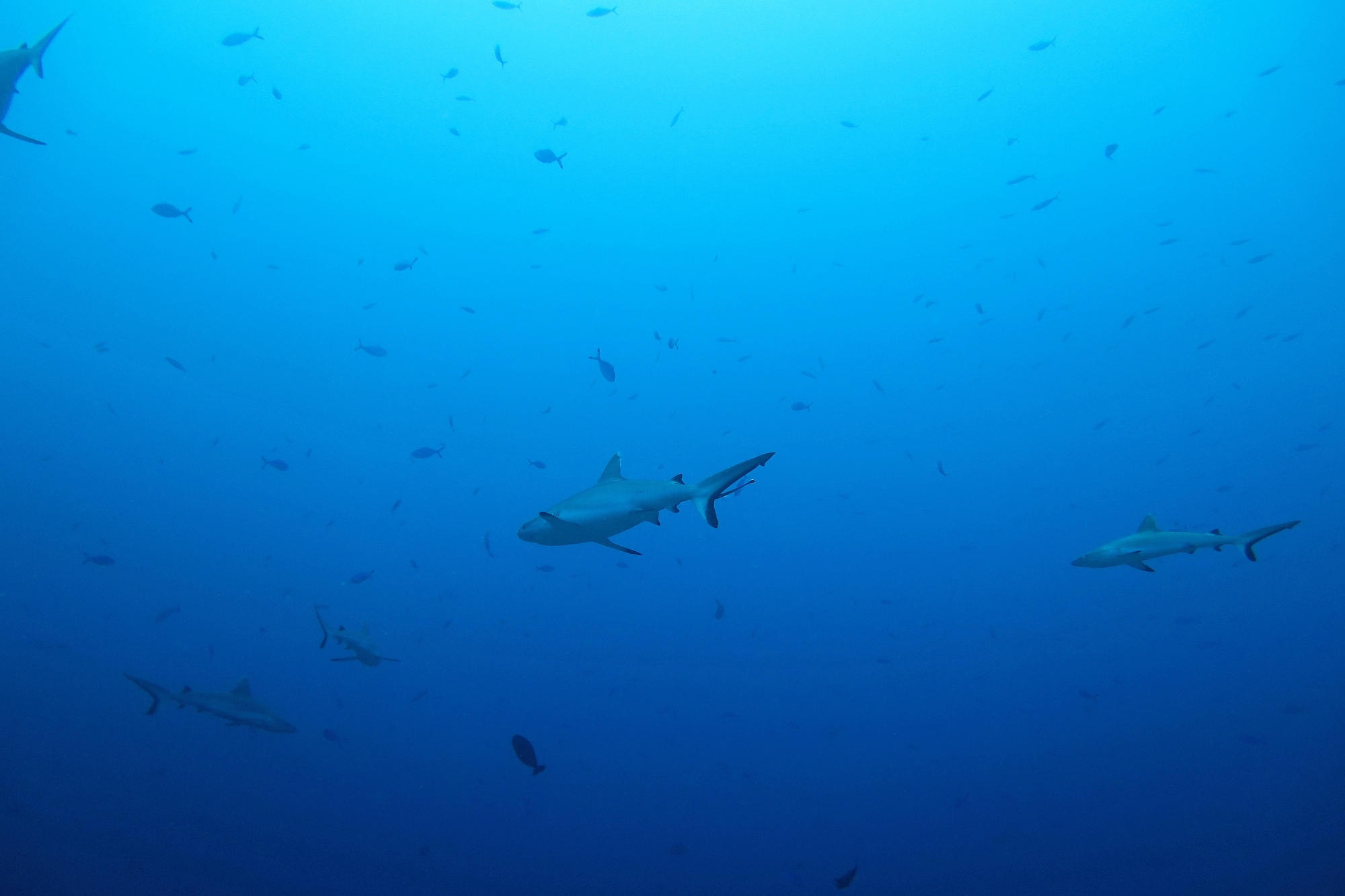 Carcharhinus amblyrhynchos