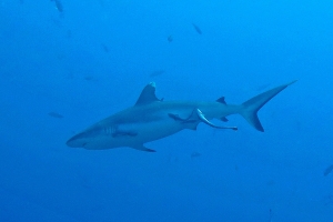 Carcharhinus amblyrhynchos, Echeneis naucrates