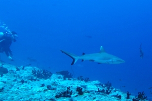 Carcharhinus amblyrhynchos