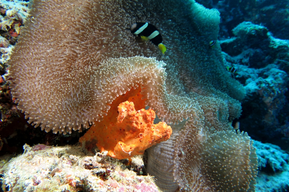 Amphiprion clarkii, Stichodactyla haddoni, Stylissa carteri