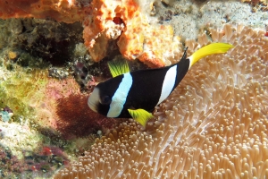 Amphiprion clarkii, Stichodactyla haddoni, Stylissa carteri