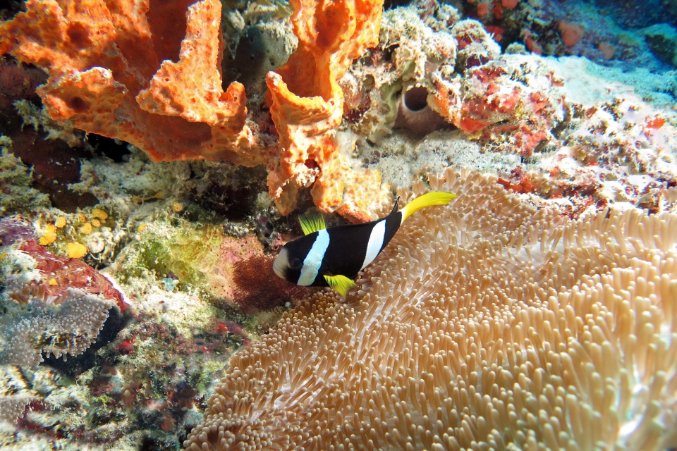 Amphiprion clarkii, Stichodactyla haddoni, Stylissa carteri