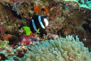 Amphiprion clarkii, Heteractis magnifica