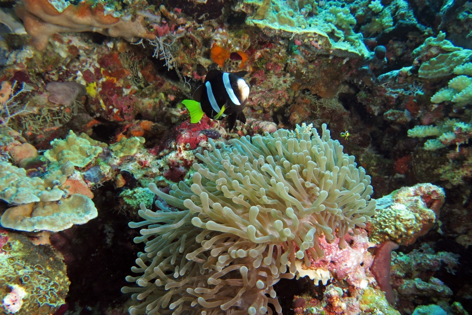 Amphiprion clarkii, Heteractis magnifica