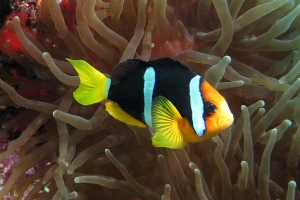 Amphiprion clarkii , Entacmaea quadricolor